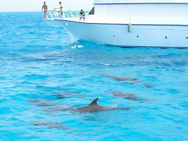 Dolphin House Snorkeling Trip