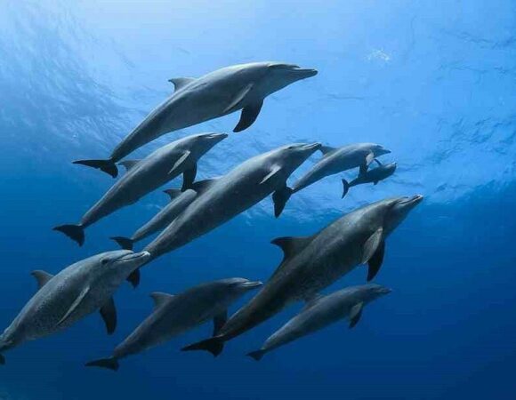 Dolphin House Snorkeling Boat Trip – Hurghada